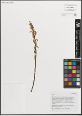 Foto von Salix L.